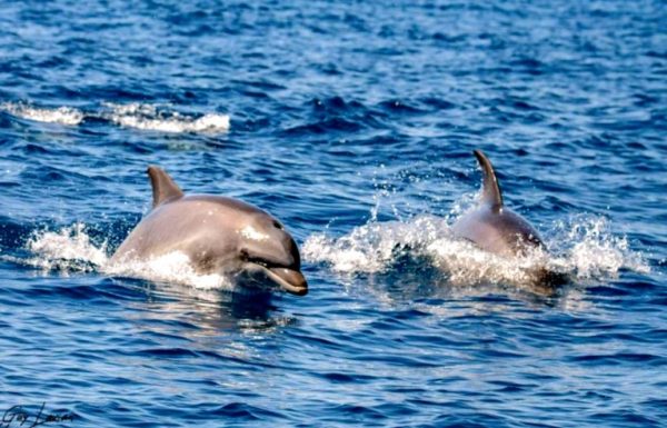 הפתעה מרעננת : דולפיננים בתצפית כפולה מול מתחם 2000 – מטווח 24 ראשון לציון וחוף בת-ים- סרטון וידאו מדהים