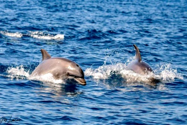 הפתעה מרעננת : דולפיננים בתצפית כפולה מול מתחם 2000 – מטווח 24 ראשון לציון וחוף בת-ים- סרטון וידאו מדהים
