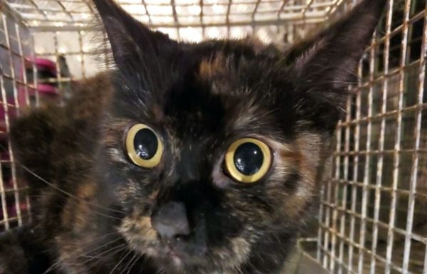 חתולה שנמצאה בראשון לציון הוחזרה למשפחתה לאחר חודש וחצי