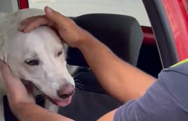 ראשון לציון: כלבה ננעלה ברכב לעיני בעליה, מתנדב ידידים חילץ אותה בשלום(כולל סרטון החילוץ)